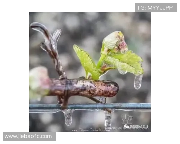 扣鸟与其背后含义的深度解析与探讨